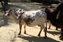 Zwergzebu am 19.3.2010 im Zoo Basel.