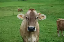 Kaum mit der Kamera am Weidezaun angelangt, kam auch schon diese nette Kuh zum Fototermin anger�ckt und hielt sogar exzellent still ...