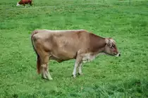 Auch von der Seite aus gesehen machen die Allg�uer Hochlandrinder eine gute Figur, so auch dieses Exemplar ... 