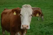  Jetzt reicht's , dachte sich wohl dieses Fleckvieh als es sah, dass st�ndig nur braune Rinder abgelichtet wurden. Also kam es kurzentschlossen daher und lie� sich ebenso verewigen ...