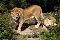 Afrikanisches L�wenp�rchen.