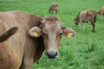  Nanu, da fehlt doch was , dachte ich mir nachdem ich diese Kuh aufnahm. Und so ist es auch, denn normalerweise sind die Muler der Allguer Hochlandrinder wei umrandet ...