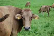  Nanu, da fehlt doch was , dachte ich mir nachdem ich diese Kuh aufnahm. Und so ist es auch, denn normalerweise sind die M�uler der Allg�uer Hochlandrinder wei� umrandet ...