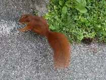 Ein Eichh�rnchen am 22.08.2010 in Ingolstadt.