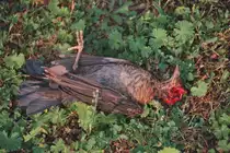 Diese Drossel ist Opfer einer b�swilligen Elster gewurden. Es wurden nur die Augen ausgehackt. Singen 1992.