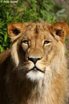 Afrikanischer L�we.