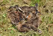  Jungenten-Haufen  am Ufer der Erft in Euskirchen - 05.08.2010