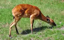 Sitatunga, Antilopenart 03.08.2010