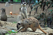 Erdmnnchen, die Lieblinge aller Zoobesucher - 03.08.2010