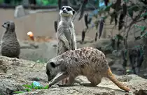 Erdm�nnchen, die Lieblinge aller Zoobesucher - 03.08.2010