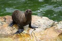 Junger kalifornischer Seel�we