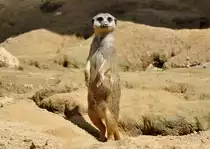 Erdm�nnchen auf  Wache  - 03.08.2010