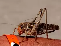 Wie ein Wesen aus einer anderen Welt, diese Heuschrecke konnte ich im letzten Rhodosurlaub auf der Hand eines Urlaubsbekannten ablichten. Ich hoffe das ich das Bild in die richtige Kategorie einsortiert habe.