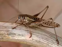 Diese Heuschrecke konnte ich im letzten Rhodosurlaub auf der Armlehne eines Korbstuhles ablichten. Ich hoffe das ich das Bild in die richtige Kategorie einsortiert habe.