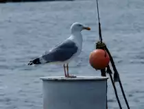 Geduldig wartet diese M�ve auf einem Poller im Hafen von Burg auf Fehmarn ob vieleicht doch etwas Fressbares von dem Kutter abf�llt der hier festgemacht hat.