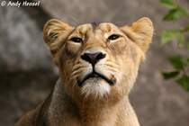  Was geht ab?  Indische L�win.