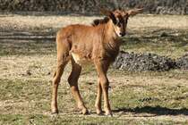 Kleine Rappenantilope (Hippotragus niger) am 19.3.2010 im Zoo Basel.