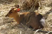Chinesischer Muntjak (Muntiacus reevesi) am 19.3.2010 im Zoo Basel.
