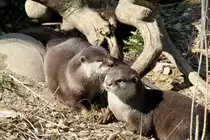 Zwergotter (Aonyx cinerea) am 19.3.2010 im Zoo Basel.