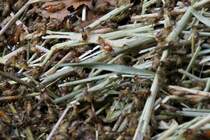 Ein paar Termiten (Macrotermes bellicosus) auf Nahrungssuche.Zoo Basel am 19.3.2010.