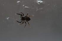 Wollige Mauerspringspinne (Pseudeuophrys lanigera) am 20.3.2010 in Offenburg.