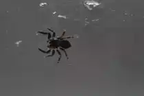 Wollige Mauerspringspinne (Pseudeuophrys lanigera) am 20.3.2010 in Offenburg.