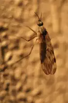 Kohlschnake (Tipula oleracea) in Offenburg.