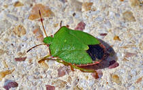 Grne Stinkwanze - 19.08.2010
