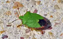 Gr�ne Stinkwanze - 19.08.2010