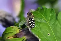 Schwebfliege im Garten - 24.07.2010