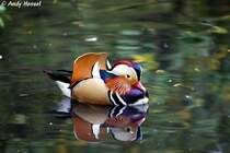 Die Mandarinente kommt urspr�nglich aus Ostasien.