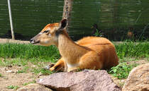 Rotducker - 03.08.2010