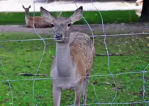 Bucharahirsch (Weibchen), Unterart der Rothirsche -  03.08.2010