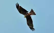 Schwarzmilan auf Beutesuche - 03.08.2010