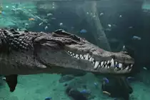 Tauchendes Nilkrokodil (Crocodylus niloticus) am 19.3.2010 im Zoo Basel.