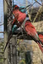 Scharlachspint (Merops nubicus nubicus) am 19.3.2010 im Zoo Basel.