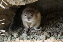 Kap-Borstenhrnchen (Xerus inauris) beim Hheneingang. Zoo Basel am 19.3.2010.
