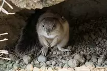 Kap-Borstenh�rnchen (Xerus inauris) beim H��h�eneingang. Zoo Basel am 19.3.2010.

