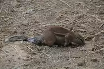 Kap-Borstenh�rnchen (Xerus inauris) am 19.3.2010 im Zoo Basel.