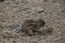 Kap-Borstenh�rnchen (Xerus inauris) am 19.3.2010 im Zoo Basel.