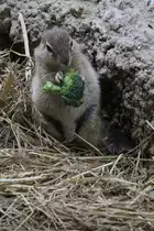 Kap-Borstenh�rnchen (Xerus inauris) am 19.3.2010 im Zoo Basel.