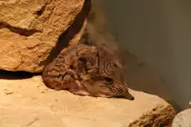 Kurzohr-R�sselspringer (Macroscelides proboscideus) am 19.3.2010 im Zoo Basel.