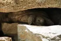Spaltenschildkr�te (Malacochersus tornieri) in der obligatorischen Felsspalte. Zoo Basel am 19.3.2010.