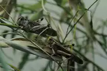 Europ�ische Wanderheuschrecken (Locustus migratoria) am 19.3.2010 im Zoo Basel.