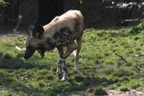 Afrikanischer Wildhund (Lycaon pictus) am 19.3.2010 im Zoo Basel.