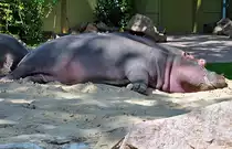 Flu�pferde beim d�sen in der Sonne - 03.08.2010