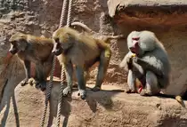 Paviane - 03.08.2010