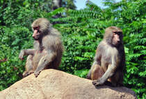 Paviane - warten auf`s Futter - 03.08.2010