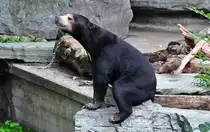 Malaienb�r - 03.08.2010