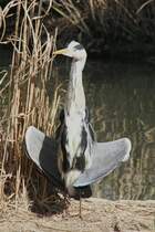 Graureiher (Ardea cinerea) beim Sonnen anbeten. Zoo Basel am 19.3.2010.